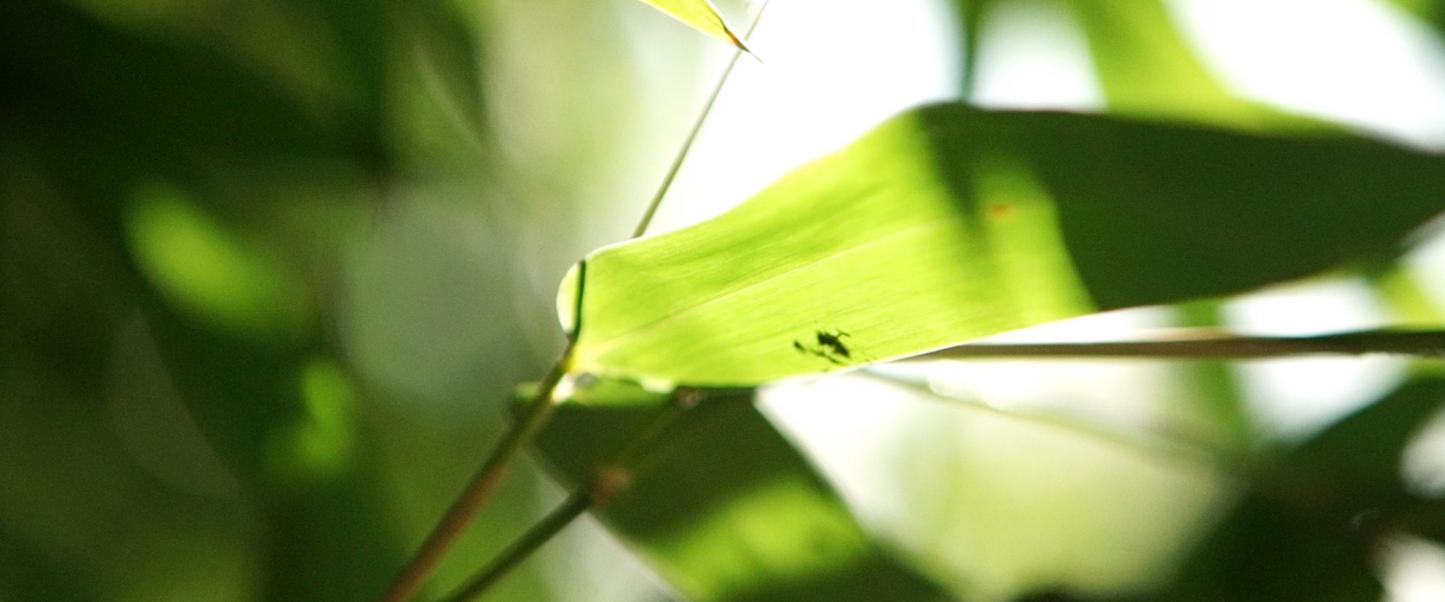 Bamboo. So what's the fuss?